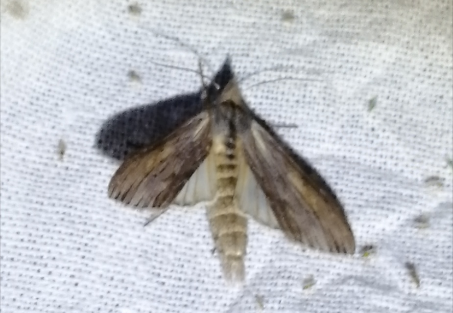 Cucullia umbratica - közönséges csuklyásbagoly