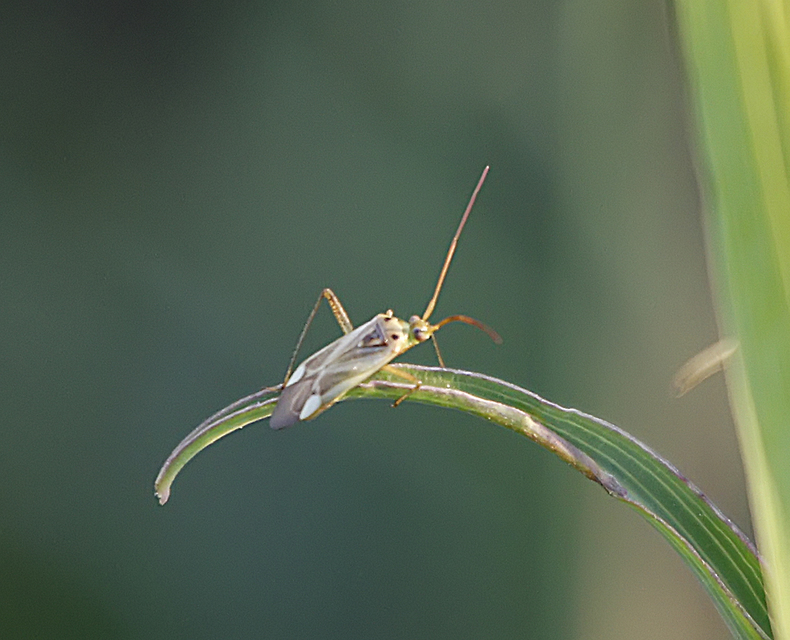 Adelphocoris lineolatus - lucernapoloska