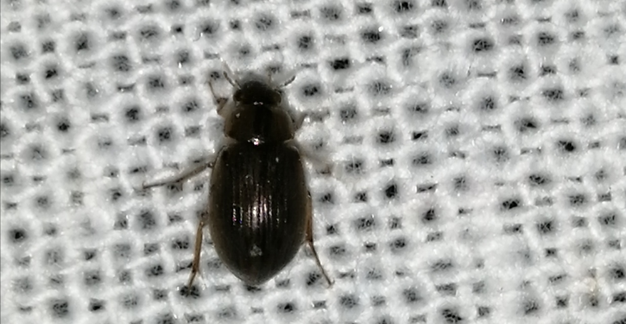 Berosus signaticollis - csíkosnyakú szemescsibor Berosus signaticollis - csíkosnyakú szemescsibor