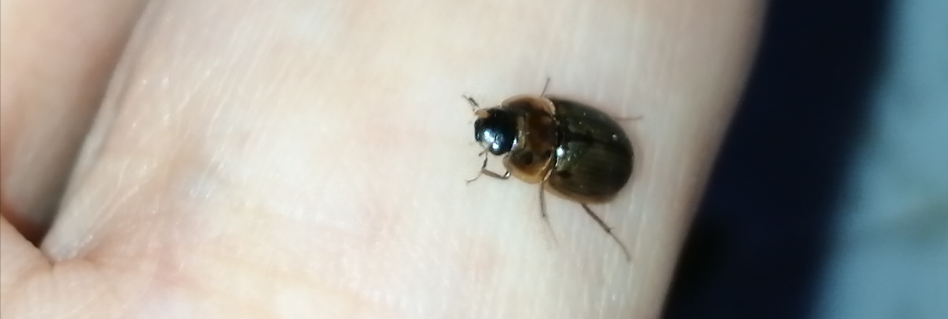 Enochrus