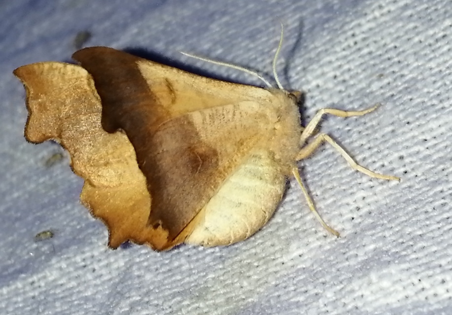 Ennomos fuscantaria - kőris-levélaraszoló