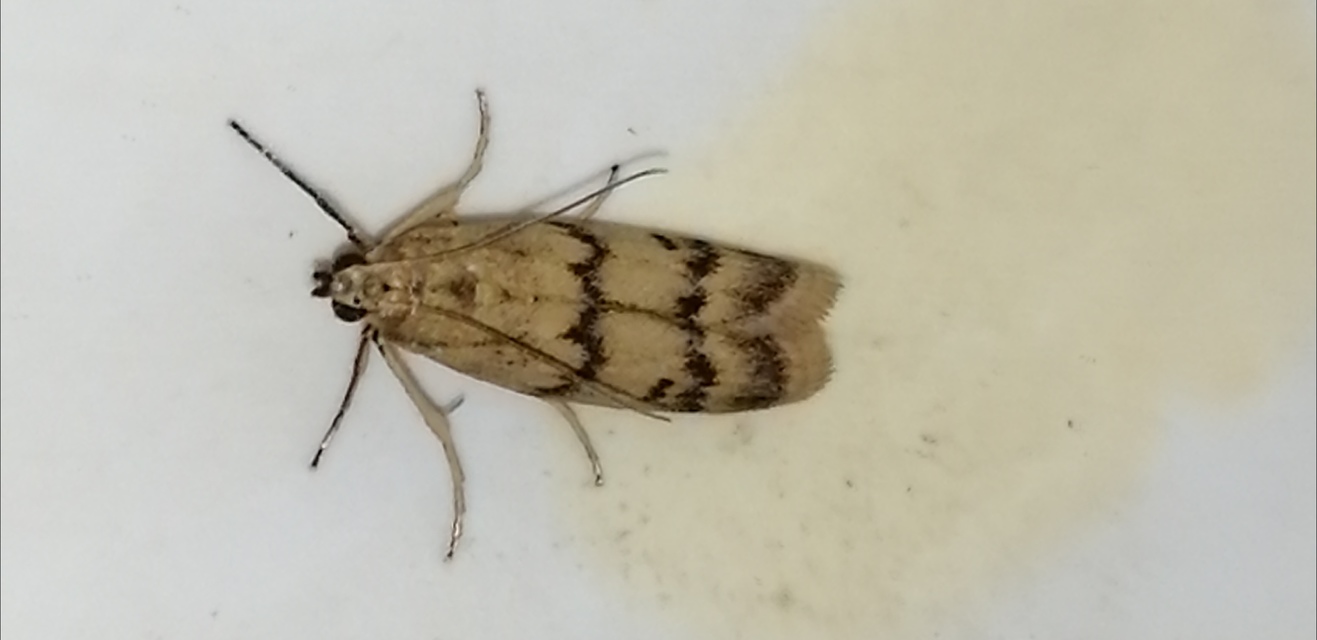 Homoeosoma sinuella - agyagsárga karcsúmoly