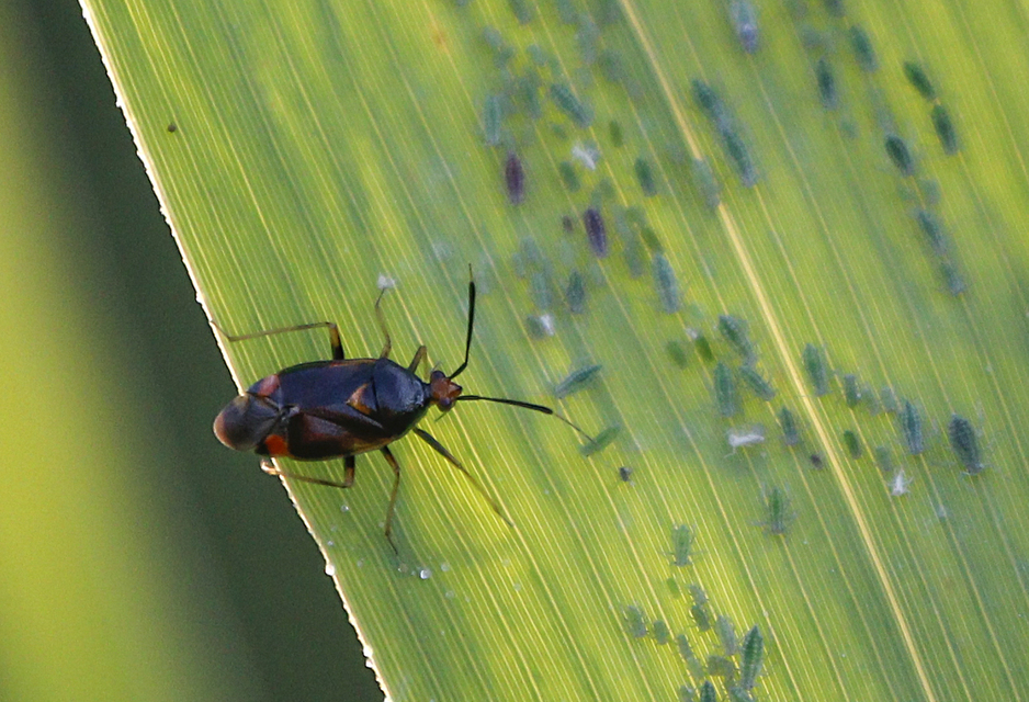 Deraeocoris ruber - vöröses mezeipoloska