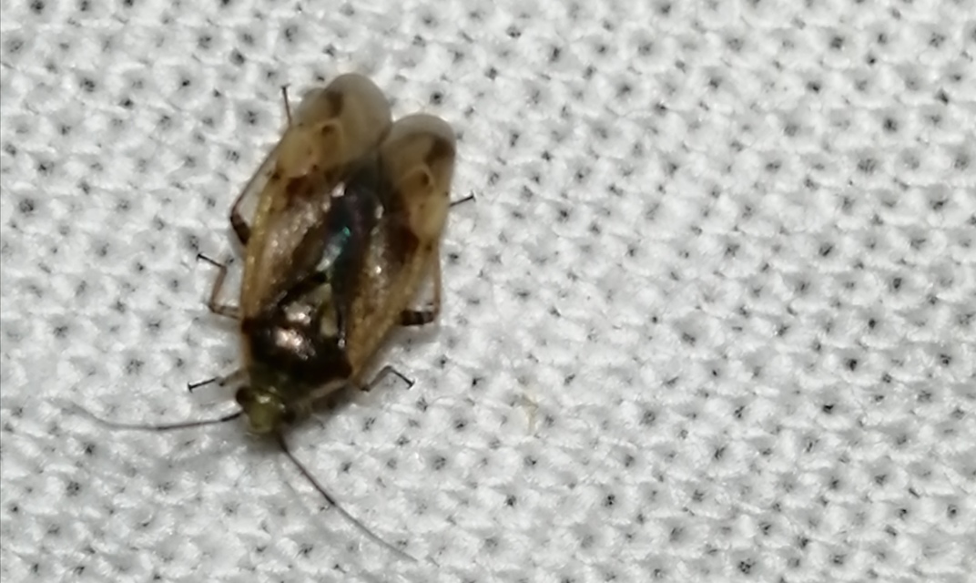 Lygus rugulipennis - molyhos mezeipoloska