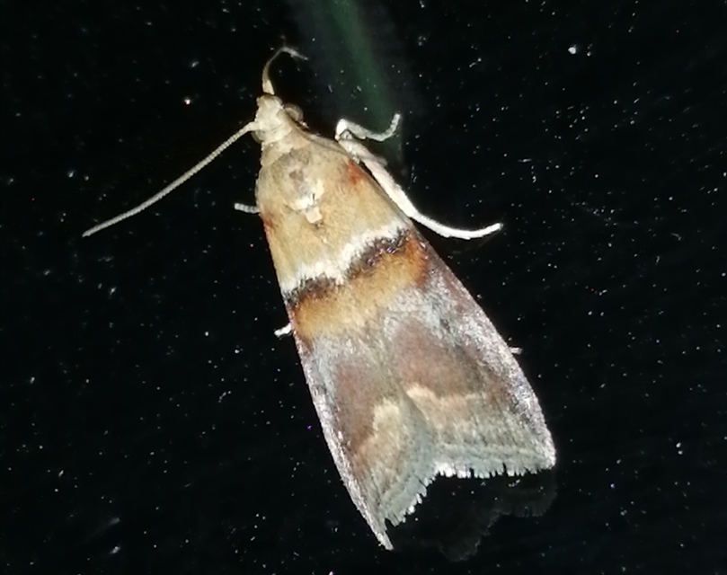Acrobasis repandana - tarkamintás karcsúmoly
