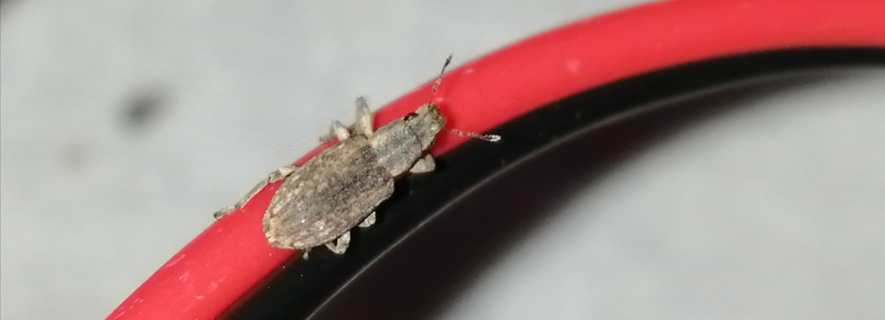 Sitona callosus - szempillás csipkézőbogár