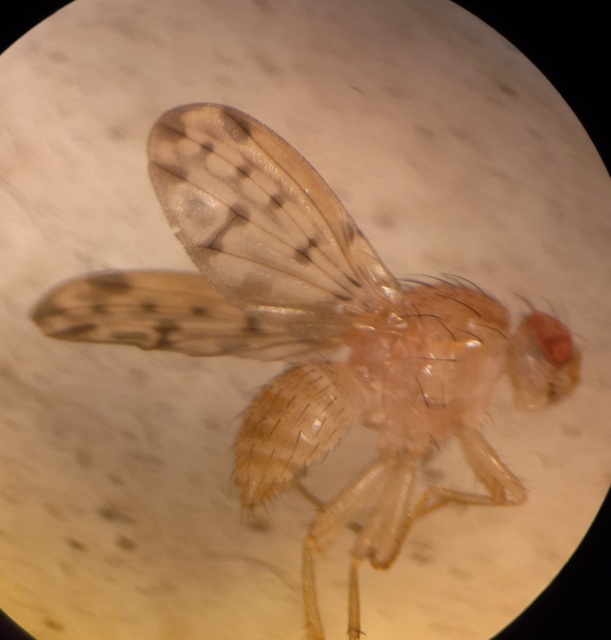 Eusapromyza multipunctata