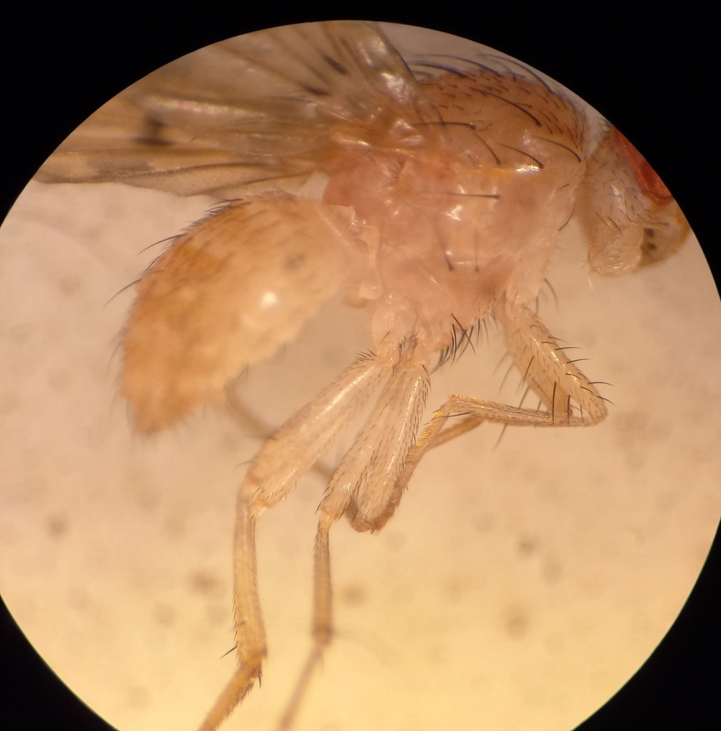 Eusapromyza multipunctata