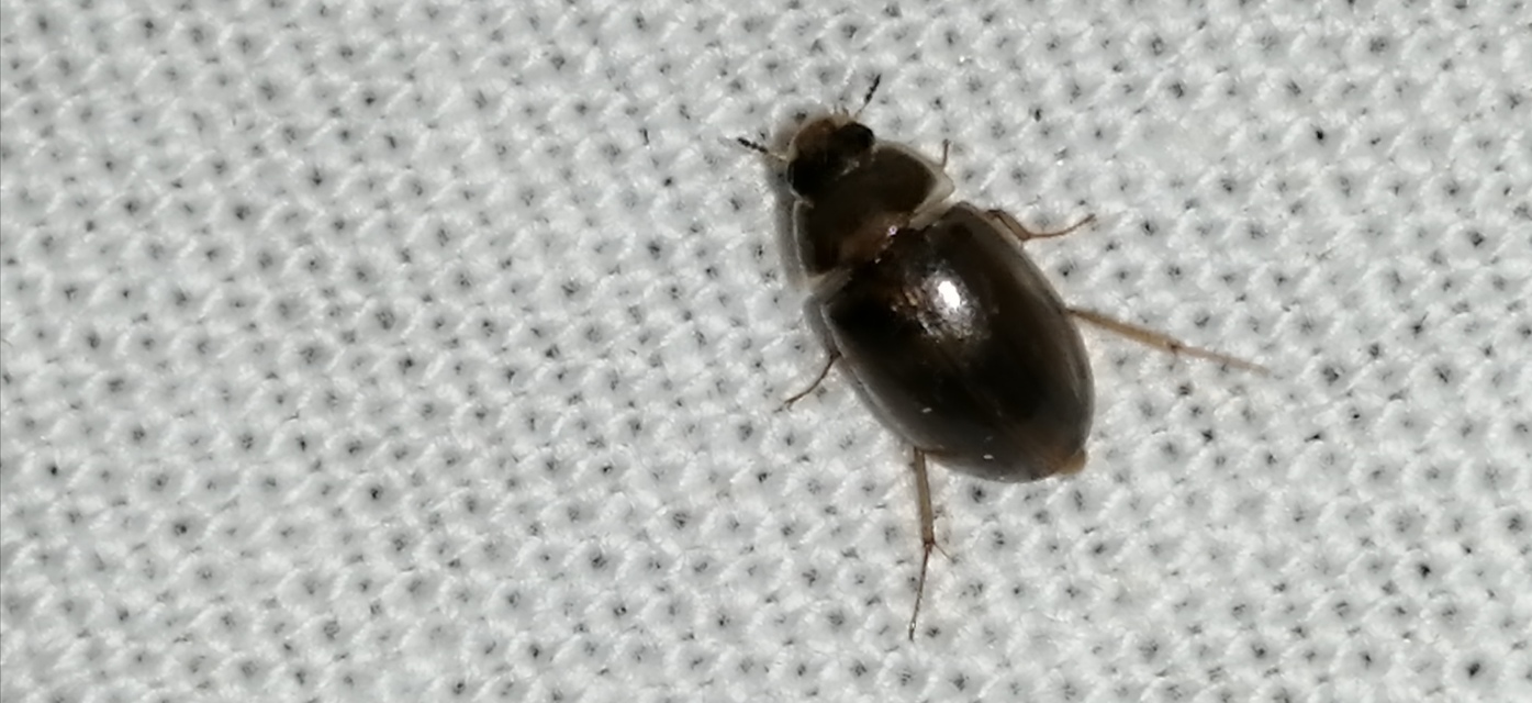 Enochrus