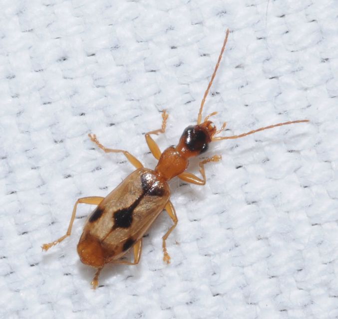 Demetrias imperialis - háromfoltos nádfutó