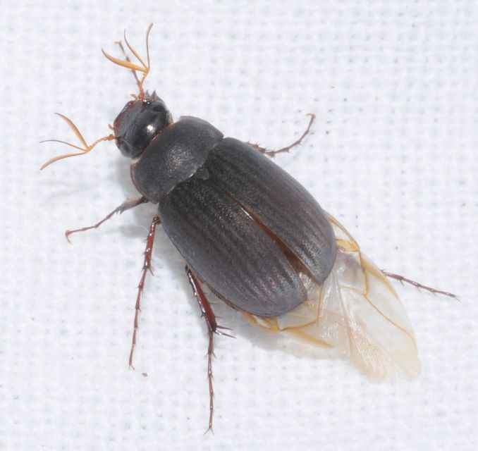 Maladera holosericea - bársonyos kiscserebogár