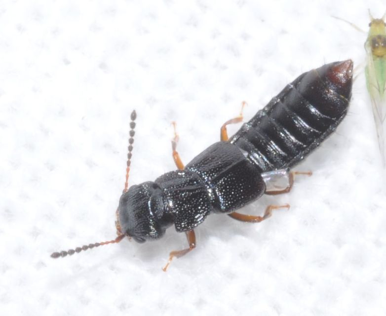 Anotylus rugosus - rovátkáshátú korhóholyva Anotylus rugosus - rovátkáshátú korhóholyva