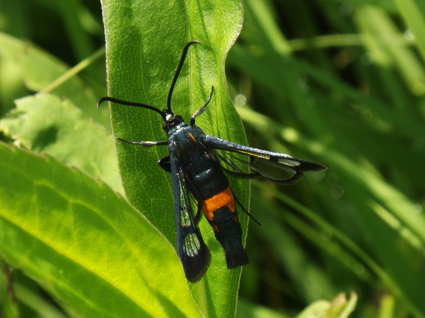 Synanthedon stomoxiformis - naspolyaszitkár