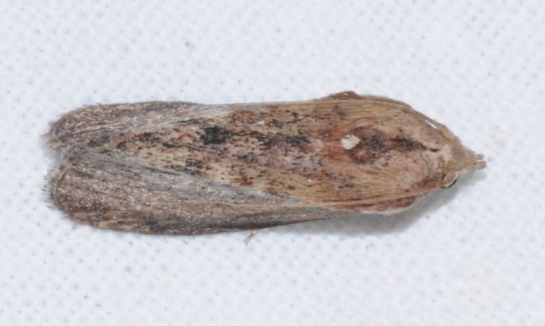 Galleria mellonella - nagy viaszmoly