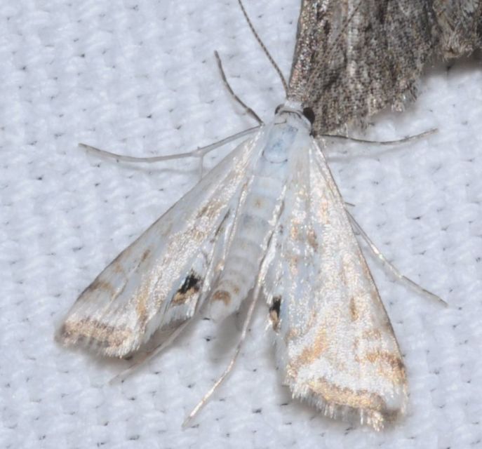 Cataclysta lemnata - békalencsemoly