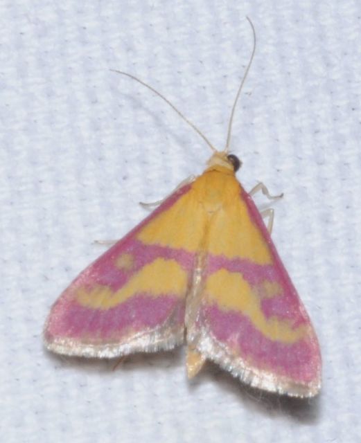 Pyrausta sanguinalis/virginalis
