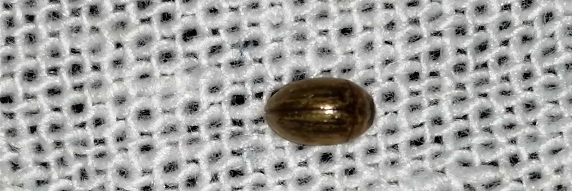 Enochrus