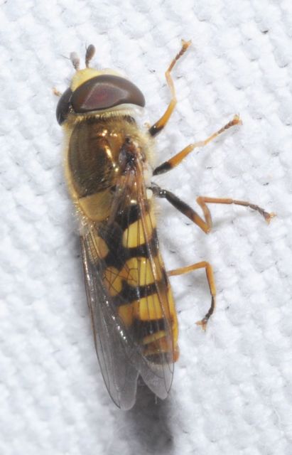 Eupeodes