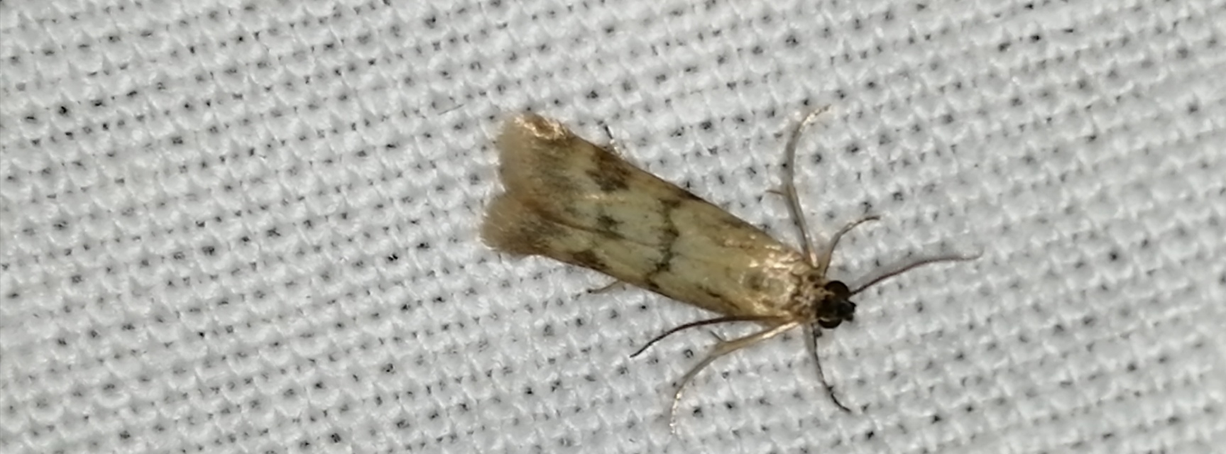 Homoeosoma sinuella - agyagsárga karcsúmoly