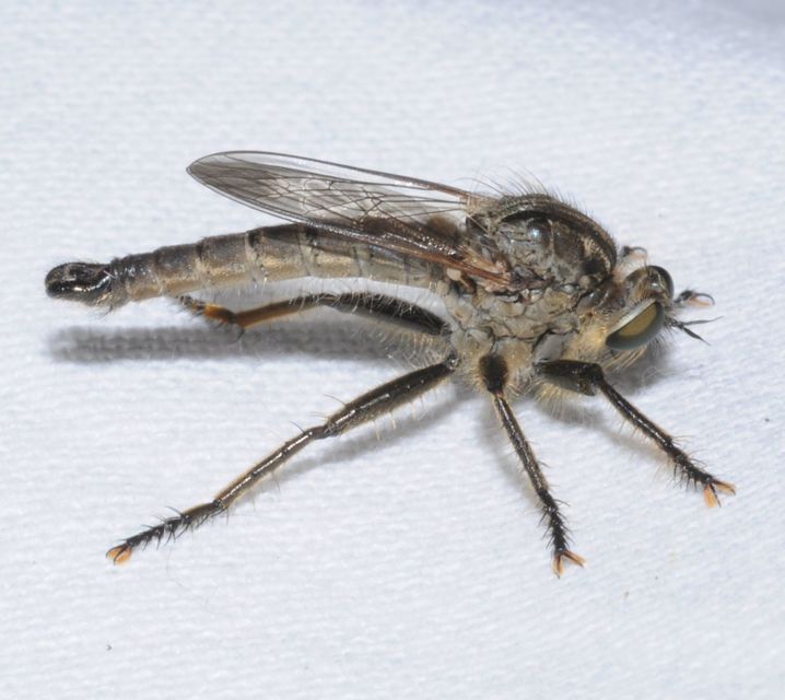 Eutolmus rufibarbis