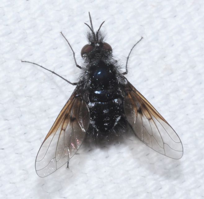 Bombylella atra - ezüstpettyes pöszörlégy