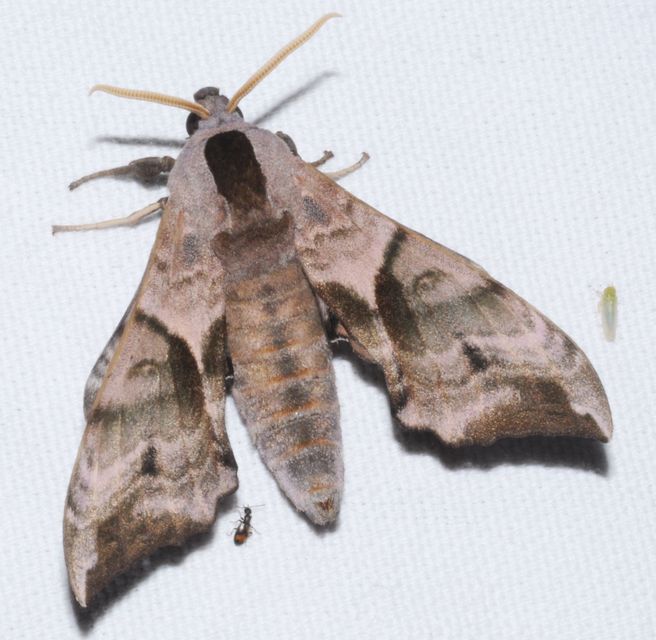 Smerinthus ocellatus - esti pávaszem