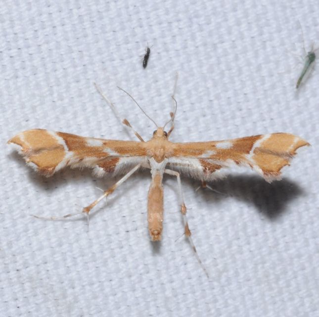 Cnaemidophorus rhododactyla - rózsabogyó-tollasmoly