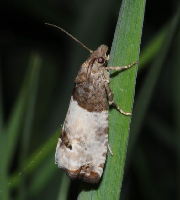 Notocelia roborana - rózsarügy-tükrösmoly