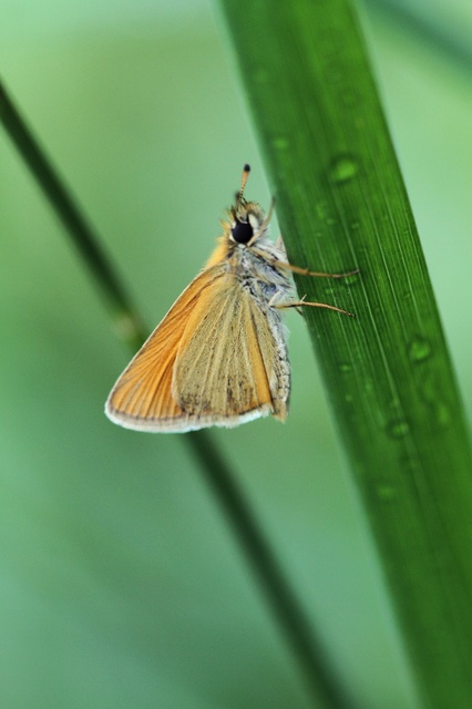 Thymelicus lineola - vonalas busalepke