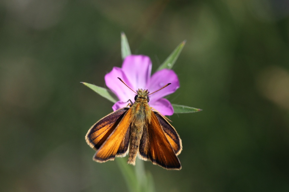 Thymelicus lineola - vonalas busalepke