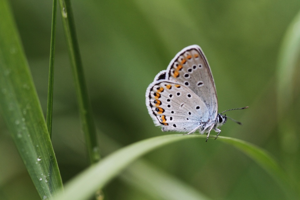 Plebejus argyrognomon - tintakék boglárka