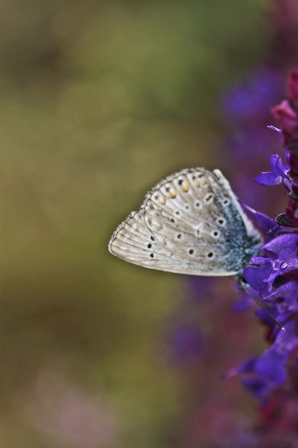Polyommatus icarus - közönséges boglárka