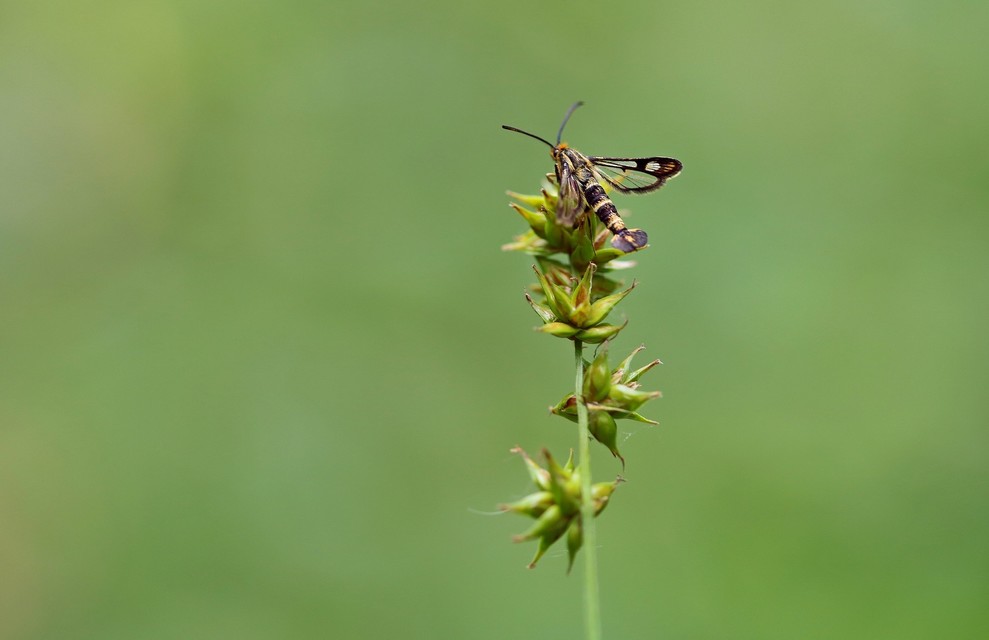 Sesiidae - szitkárfélék