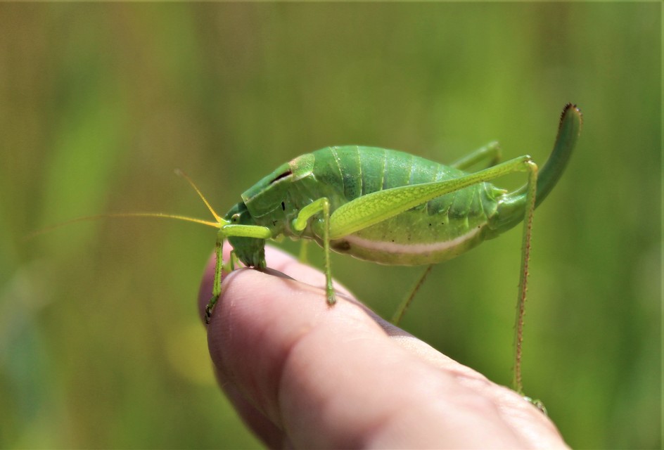 Isophya costata - magyar tarsza