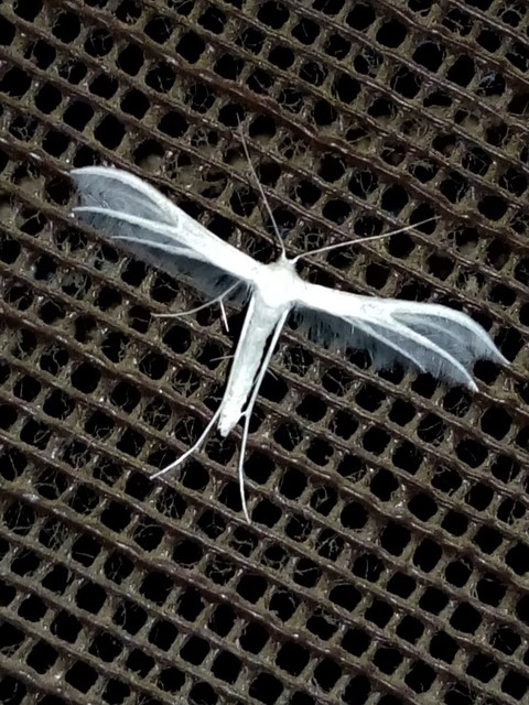 Pterophorus pentadactyla - fehér tollasmoly