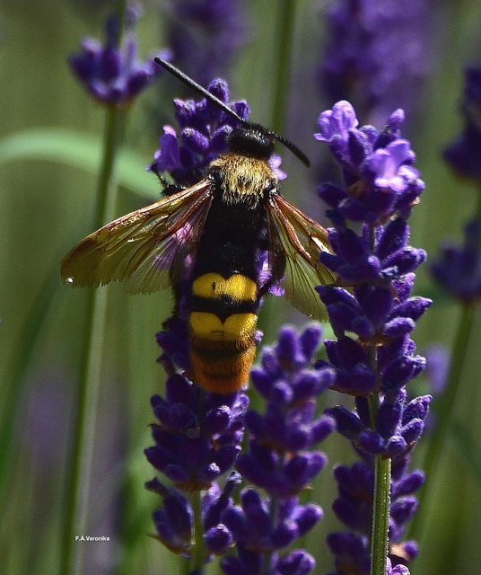 Megascolia maculata - óriás-tőrösdarázs