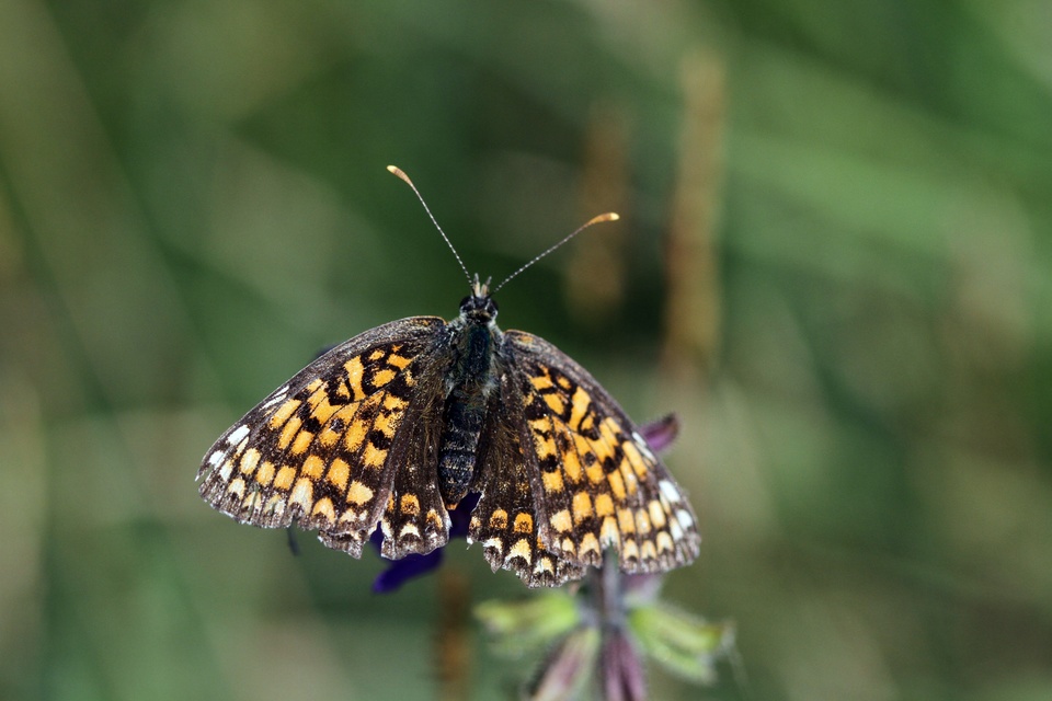 Melitaea phoebe - nagy tarkalepke