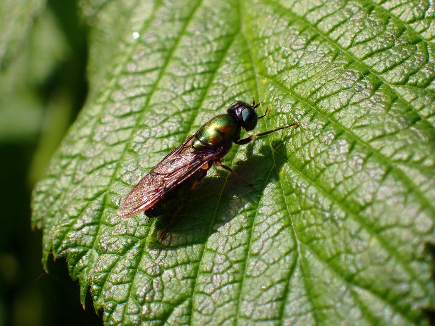 Chloromyia formosa - közönséges fémeslégy
