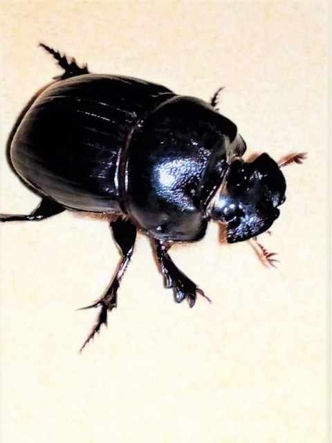 Copris lunaris - közönséges holdszarvú-ganéjtúró