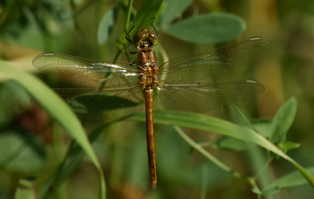 Sympetrum striolatum/vulgatum/meridionale