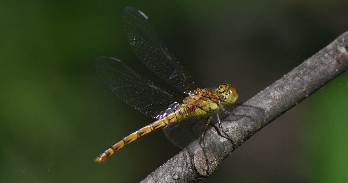 Sympetrum striolatum/vulgatum