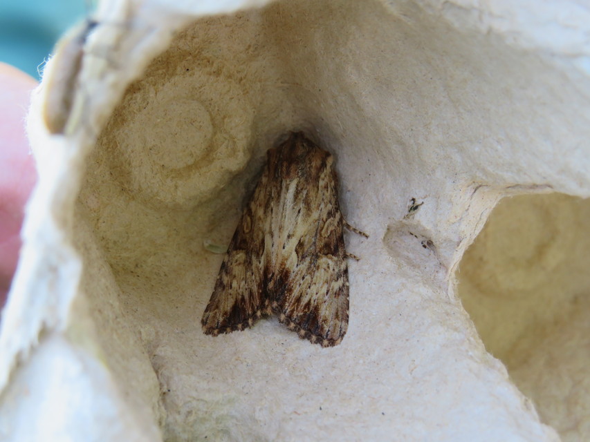 Apamea sublustris - sárgás dudvabagoly
