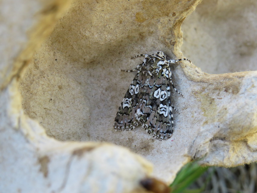 Lamprosticta culta - hármasfoltú bagoly