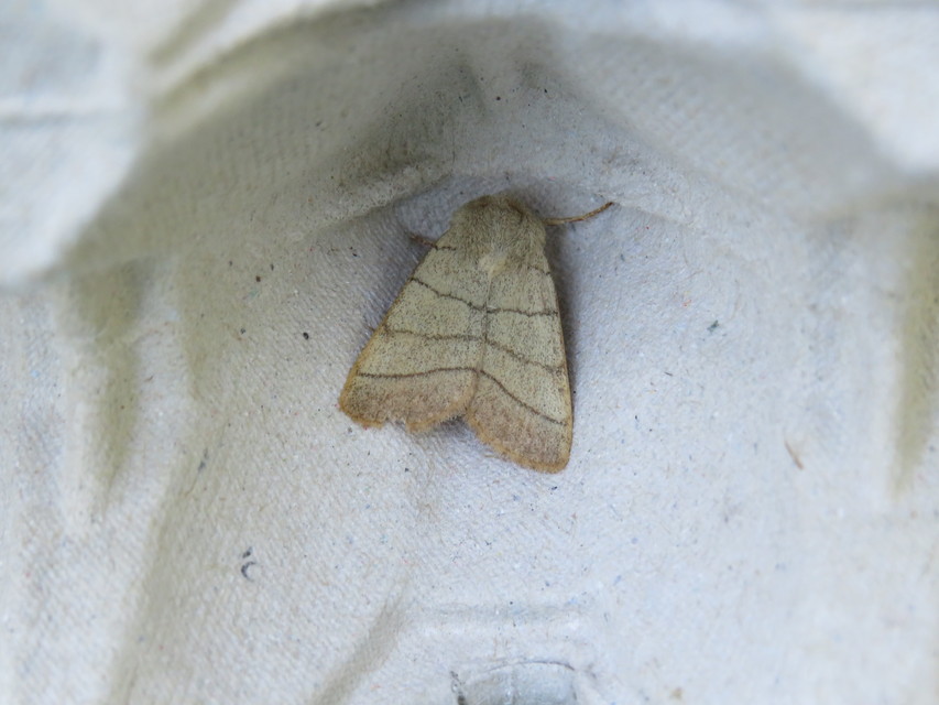 Charanyca trigrammica - háromsávos lombbagoly