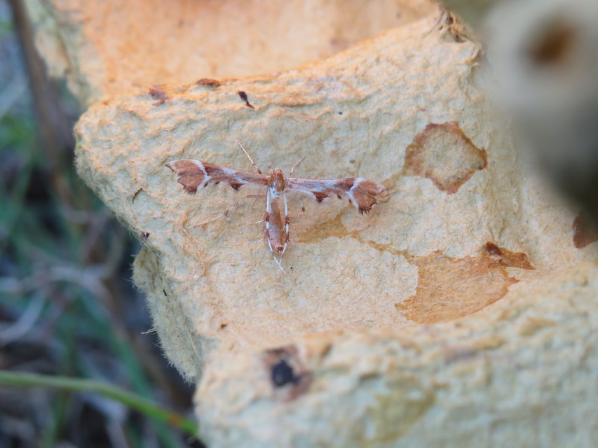 Cnaemidophorus rhododactyla - rózsabogyó-tollasmoly