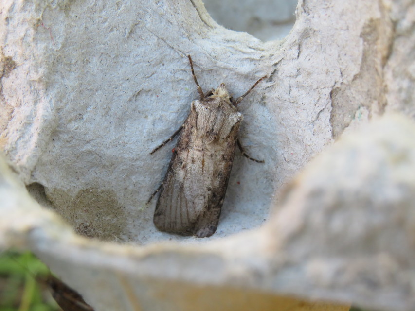 Agrotis clavis - zömök földibagoly