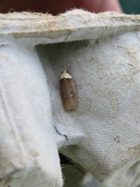 Agonopterix furvella - ezerjófű-laposmoly
