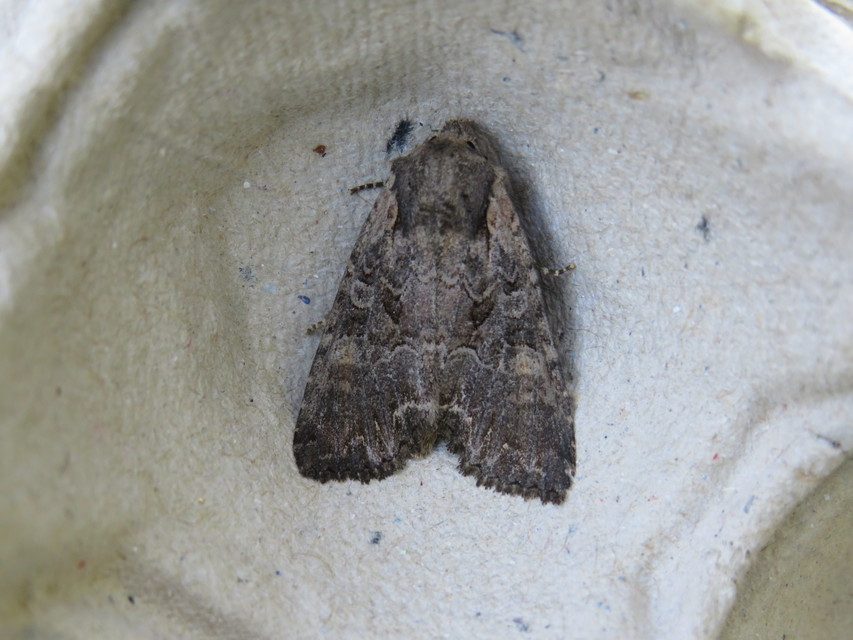 Lacanobia amurensis - homoki kertibagoly