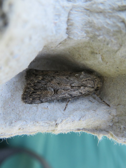 Dichagyris forcipula - szürkésbarna földibagoly