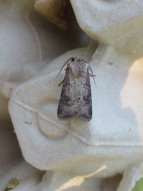 Agrotis clavis - zömök földibagoly